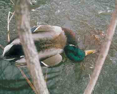 Duck Plague: come controllare le malattie e salvare le anatre