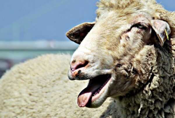 Elenco delle razze ovine: diversi tipi di pecore da allevare commercialmente