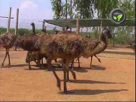 Agricoltura Emu in India: come iniziare e guida aziendale completa per principianti