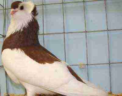 Felegyhaza Tumbler Pigeon: caratteristiche e informazioni sulla razza