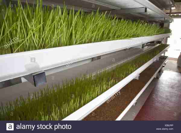 Foraggio verde idroponico: come coltivare (guida passo passo)
