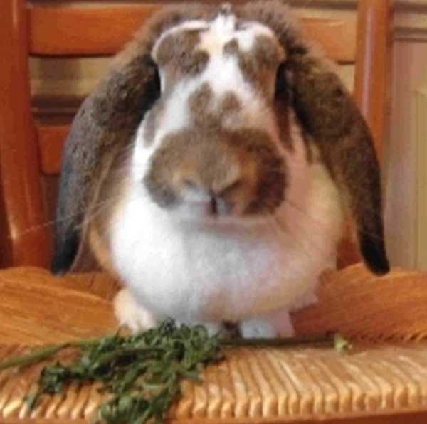 French Lop Rabbit: caratteristiche, usi e informazioni complete sulla razza
