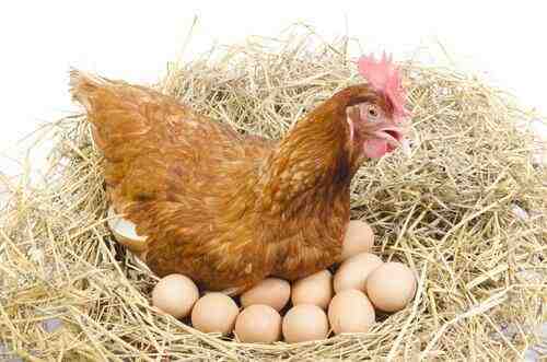 Galline che fanno uova colorate: le razze di galline fanno uova colorate
