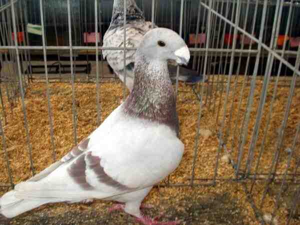 German Beauty Homer Pigeon: caratteristiche e informazioni sulla razza