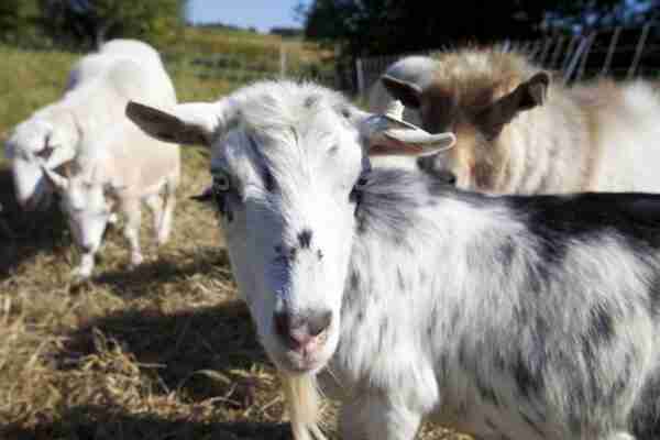 Granai per capre da latte: come realizzare stalle per capre da latte per principianti