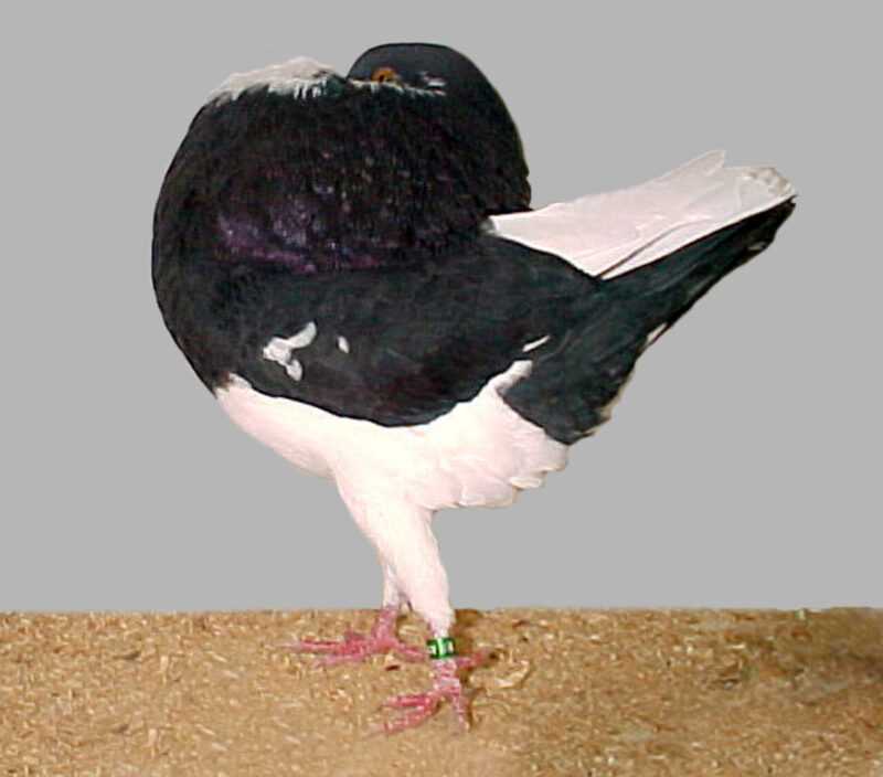 Holle Cropper Pigeon: caratteristiche, usi e informazioni sulla razza