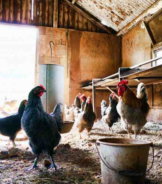 I migliori polli per la deposizione delle uova per principianti: scegli la razza giusta
