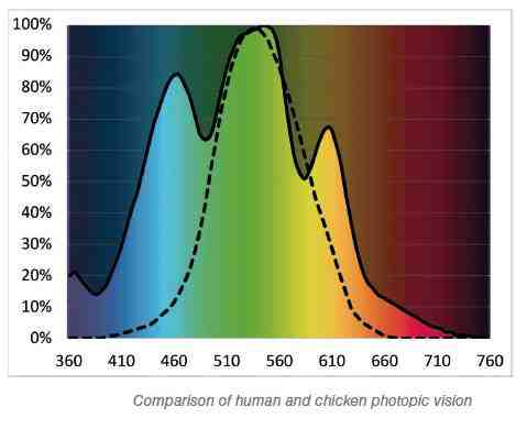 Illuminazione per galline ovaiole: effetti di luce per la produzione di uova