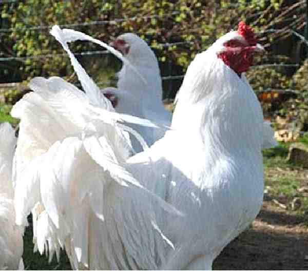 Allevamento di polli Ixworth: piano di avvio aziendale per principianti