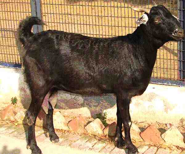Allevamento di capre Jakhrana: piano di avvio aziendale per principianti