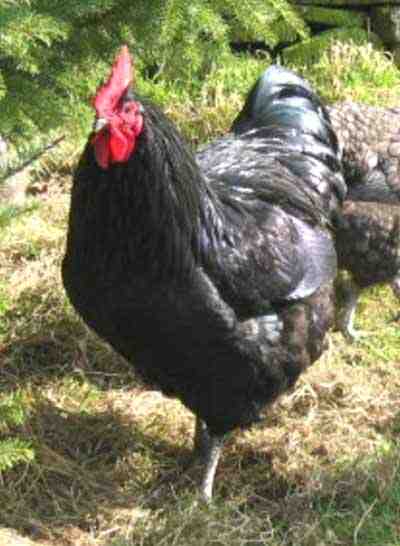Allevamento di polli giganti in Jersey: piano di avvio aziendale per principianti