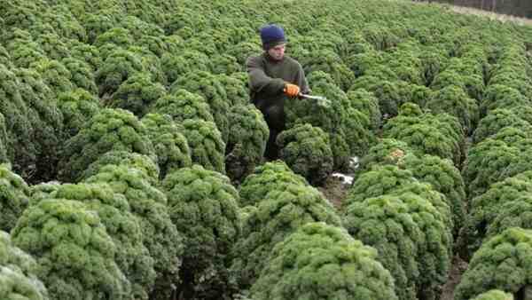 Kale in crescita: agricoltura biologica di cavoli nel giardino di casa