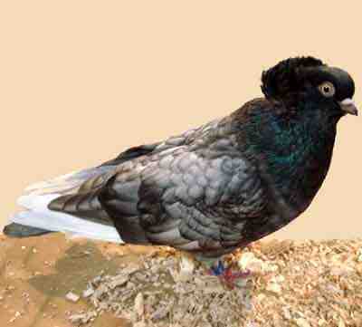 Komorner Tumbler Pigeon: caratteristiche e informazioni sulla razza
