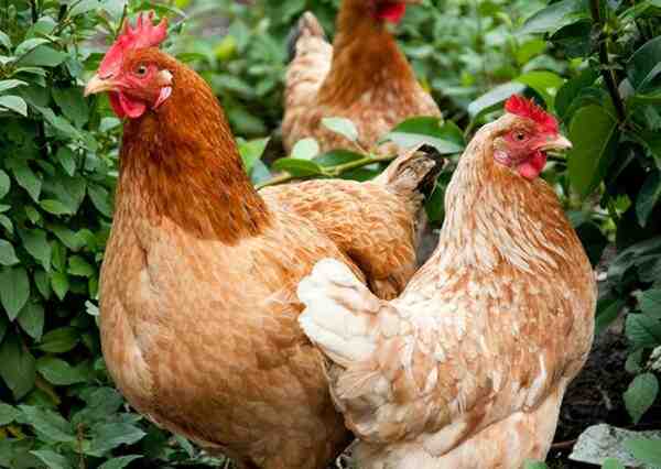Le galline ovaiole hanno bargigli: bargigli segno di una buona produzione di uova