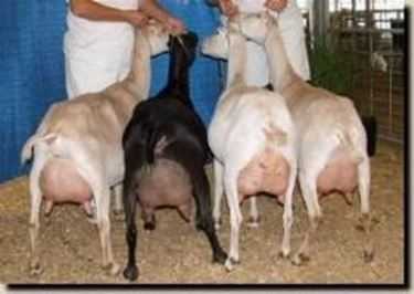 Le migliori capre da latte per climi aridi: allevamento di capre da latte in climi aridi
