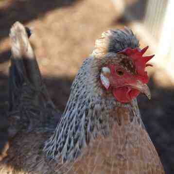 Allevamento di polli Legbar: piano di avvio aziendale per principianti