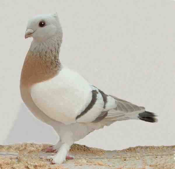 Lucerne Gold Collar Pigeon: caratteristiche e informazioni sulla razza