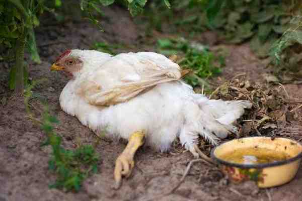 Malattia di Mareks: come controllare e salvare i polli da pollame