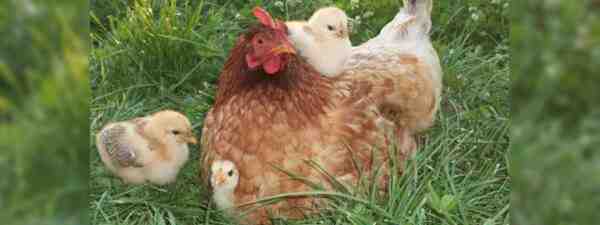Malattie comuni nelle galline ovaiole: informazioni e trattamento delle malattie del pollo