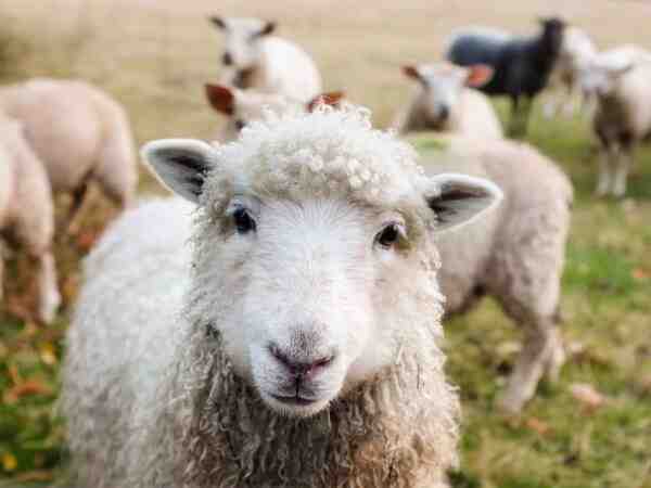 Mangime per pecore: cosa dare da mangiare alle pecore per una produzione migliore