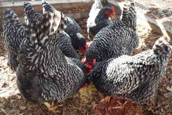 Mangime per pollame: guida per l'alimentazione del pollame per il massimo di carne e uova