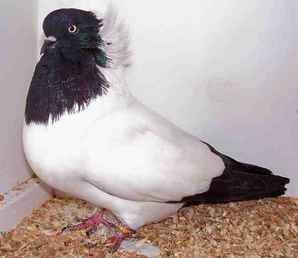 Nun Pigeon: aspetto, origine, usi e informazioni sulla razza