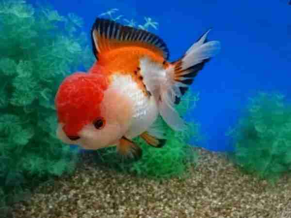 Oranda pesce rosso: caratteristiche, dieta, allevamento e usi