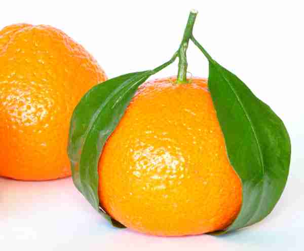 Cultivo de Naranjas: guida per iniziare un’attività redditizia per i principianti