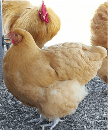 Allevamento di polli di Orpington: piano di avvio aziendale per principianti