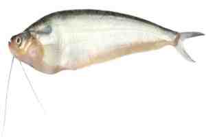 Pabda Fish: caratteristiche, alimentazione, allevamento e informazioni complete