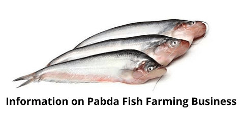 Allevamento ittico di Pabda: piano di avvio aziendale per principianti