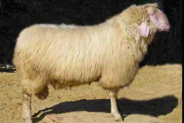 Pecore armene semicoarsewool: caratteristiche e informazioni sulla razza