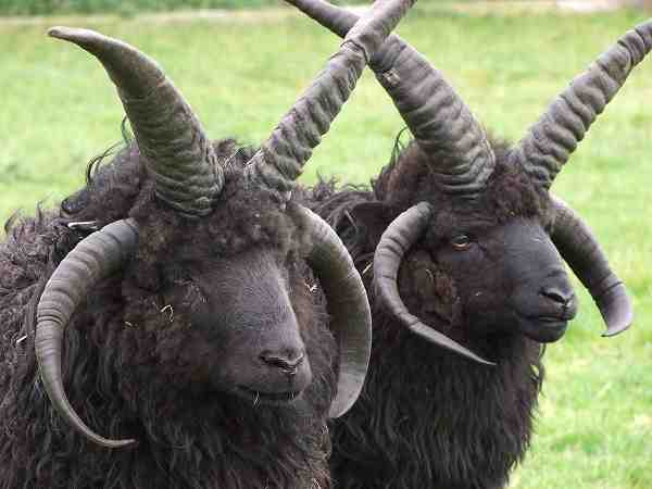 Pecore delle Ebridi: caratteristiche, origine, usi e informazioni sulla razza