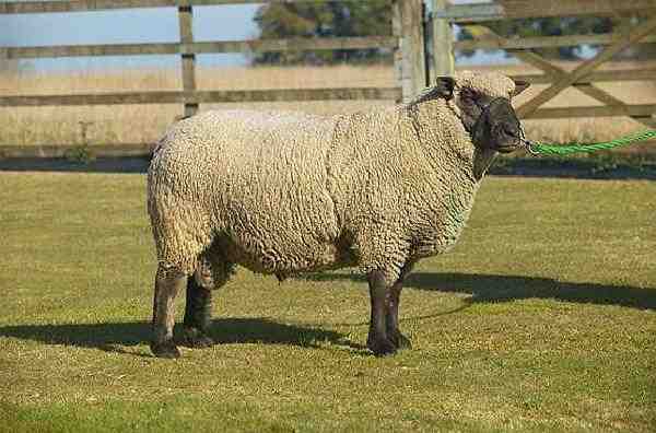 Pecore dello Shropshire: caratteristiche, origine, usi e informazioni sulla razza
