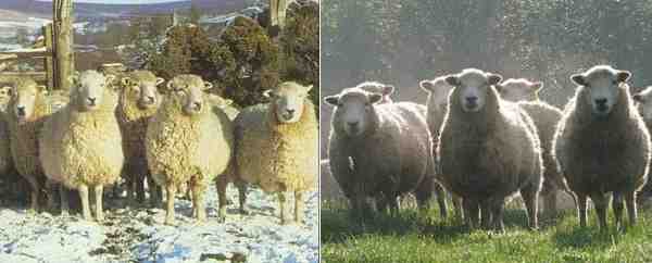 Pecore Whiteface Dartmoor: caratteristiche e informazioni sulla razza