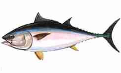 Pesce alalunga: caratteristiche, dieta, allevamento e usi