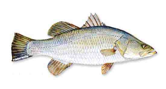 Pesce barramundi: caratteristiche, alimentazione, allevamento e informazioni complete