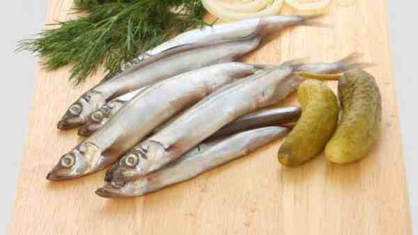 Pesce Capelin: caratteristiche, dieta, allevamento e usi
