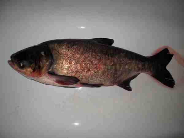 Pesce carpa bighead: caratteristiche, alimentazione e allevamento