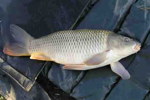 Pesce carpa comune: caratteristiche, alimentazione, allevamento e informazioni complete