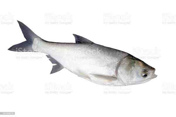 Pesce carpa d’argento: caratteristiche, alimentazione, allevamento e informazioni complete