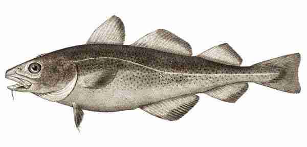 Pesce di nasello del Pacifico settentrionale: caratteristiche, dieta, allevamento e usi