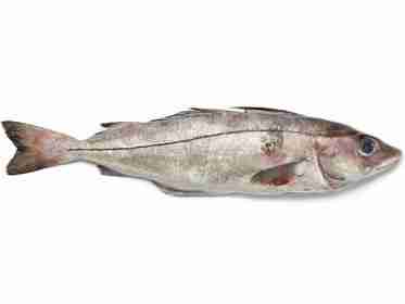 Pesce eglefino: caratteristiche, dieta, allevamento e usi
