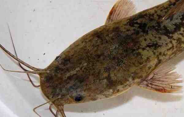 Pesce gatto africano: caratteristiche, alimentazione, allevamento e informazioni complete