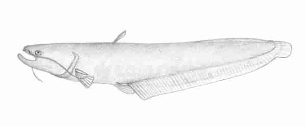 Pesce gatto dell’Amur: caratteristiche, alimentazione, usi e allevamento