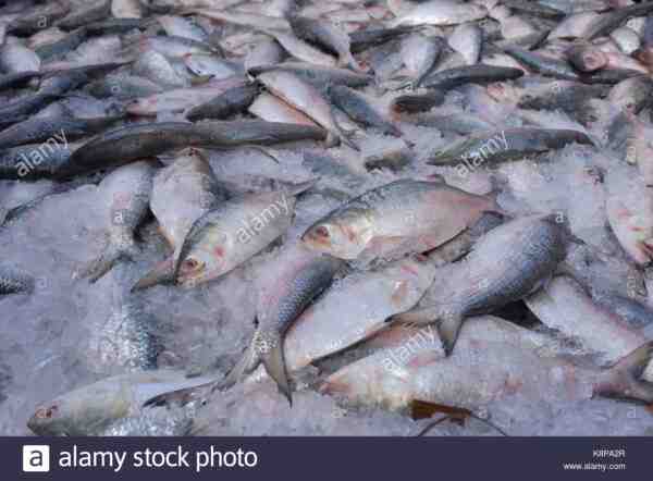 Pesce Hilsa: una specie di pesce molto preziosa in Bangladesh e nell'Asia meridionale