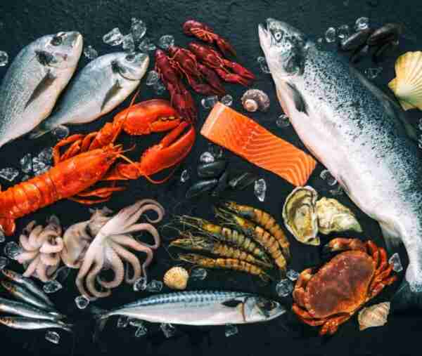 Pesce melù: caratteristiche, dieta, allevamento e usi