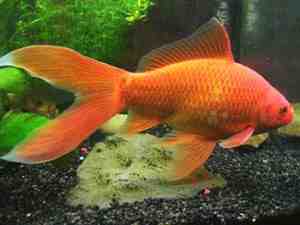 Pesce rosso cometa: caratteristiche, dieta, allevamento e usi