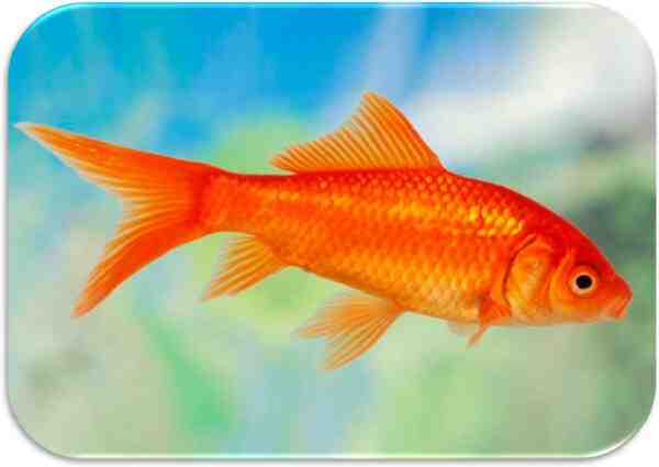 Pesce rosso comune: caratteristiche, dieta, allevamento e usi