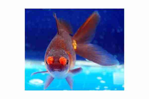 Pesce rosso con pompon: caratteristiche, dieta, allevamento e usi